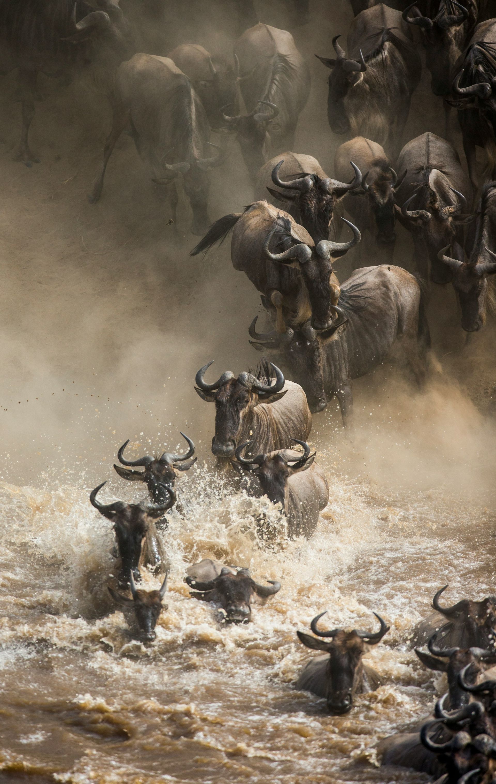 Wildebeest crossing a river, kicking up spray. Many animals crowded together, muddy water.