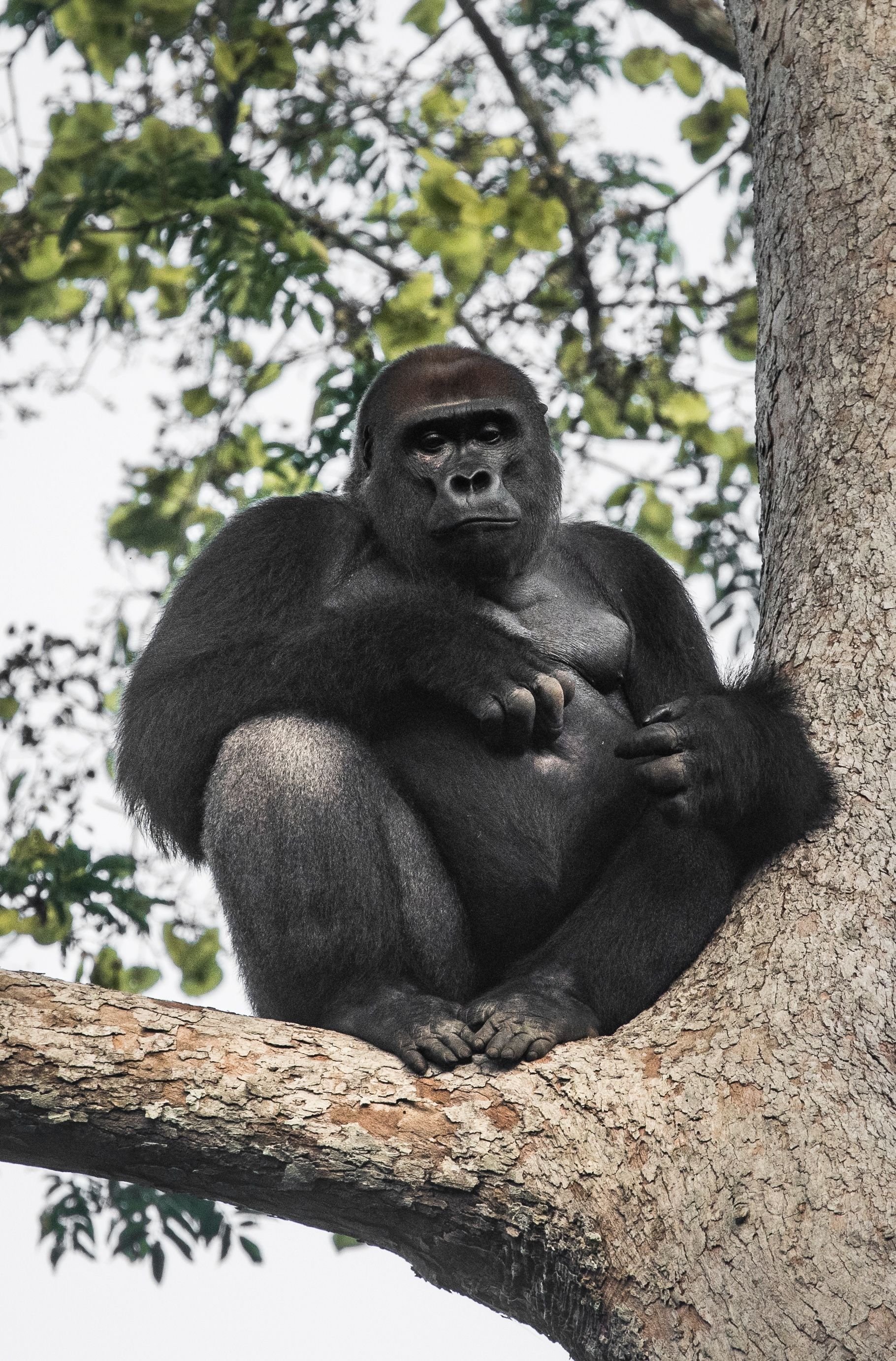 Gorilla with silver back, sitting on a tree branch. Dark fur, looking at the camera. Green leaves in the background.