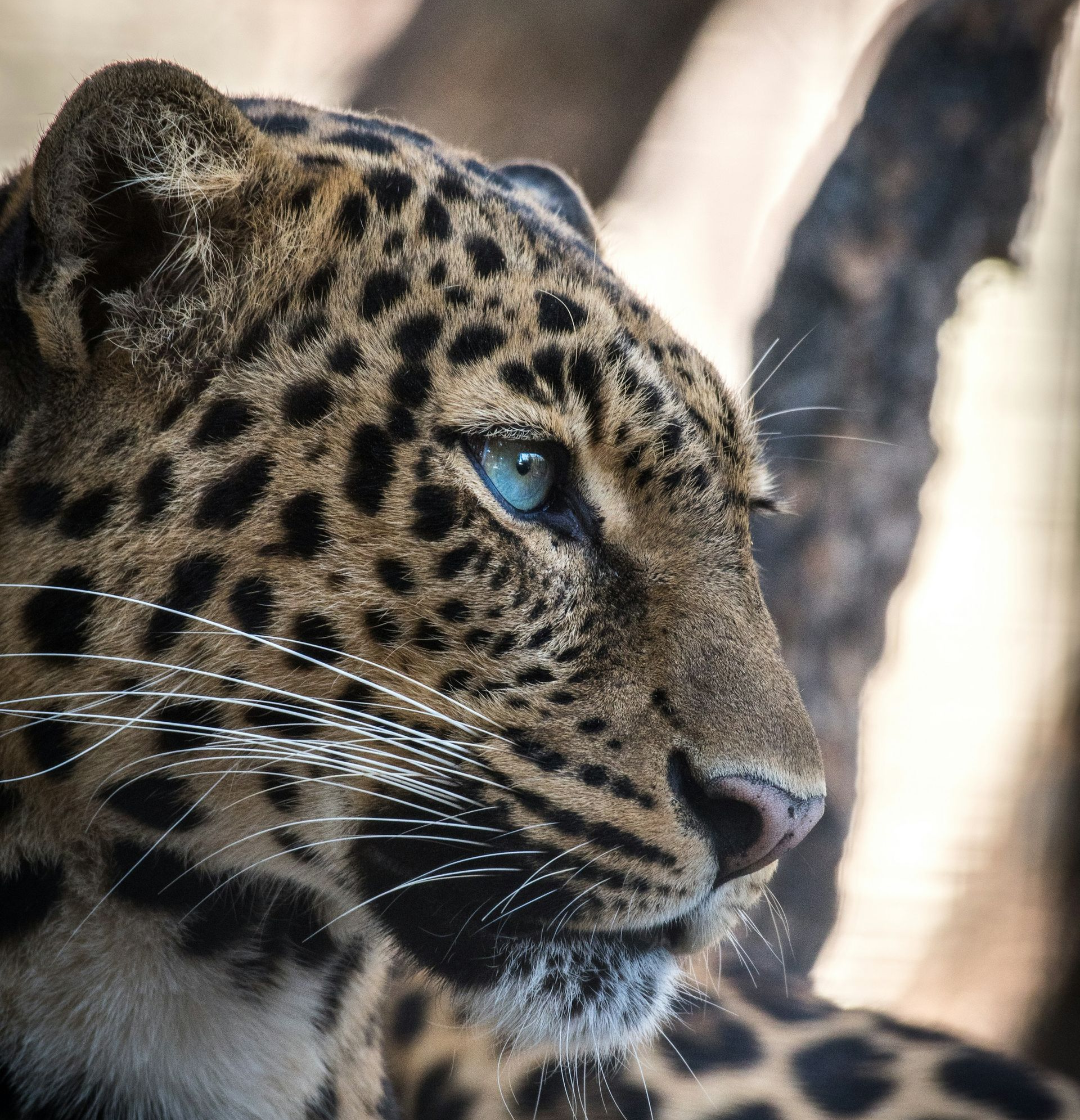 Leopard with bright blue eyes and spotted fur, gazing right.