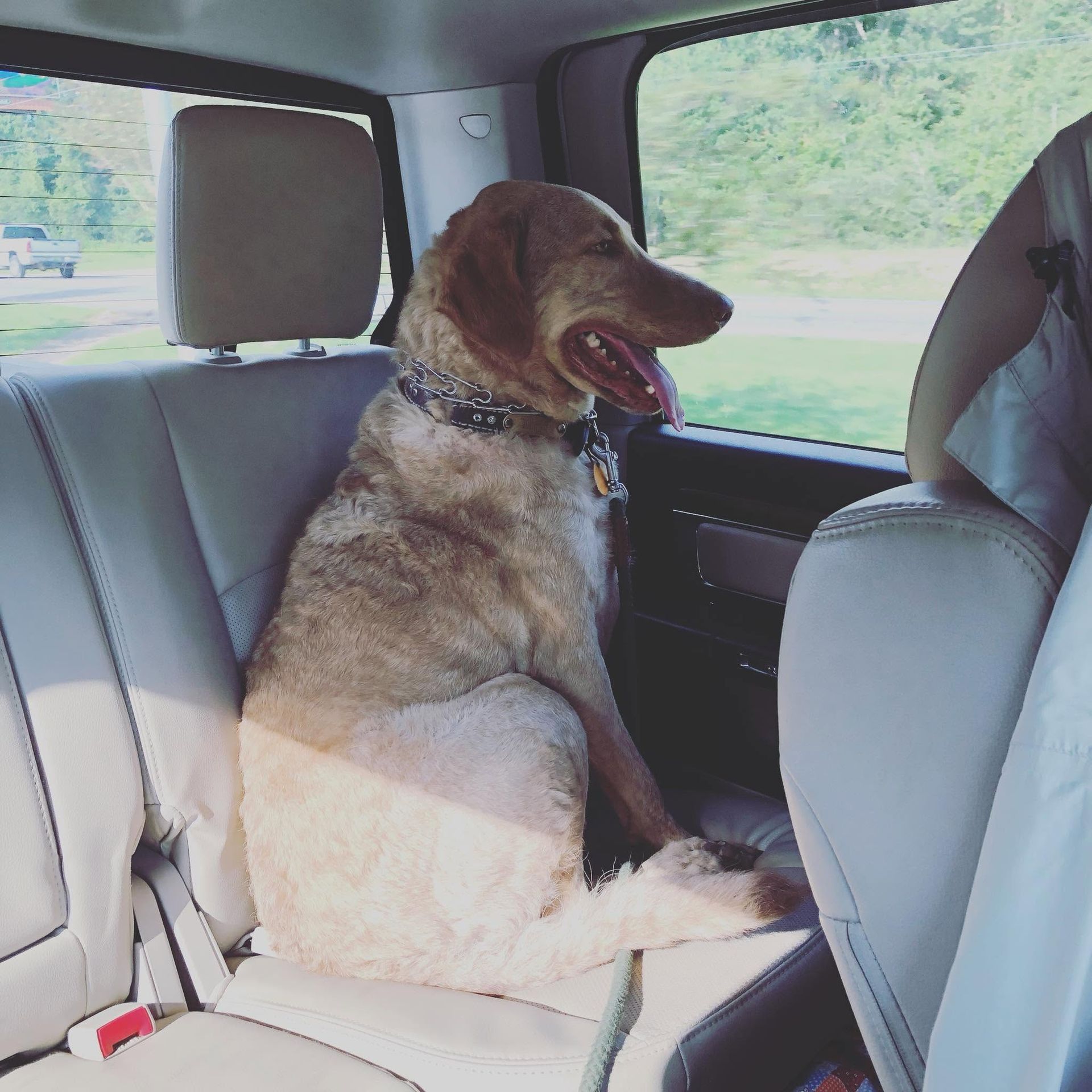 Large tan dog sitting in a car’s back seat, looking out the window