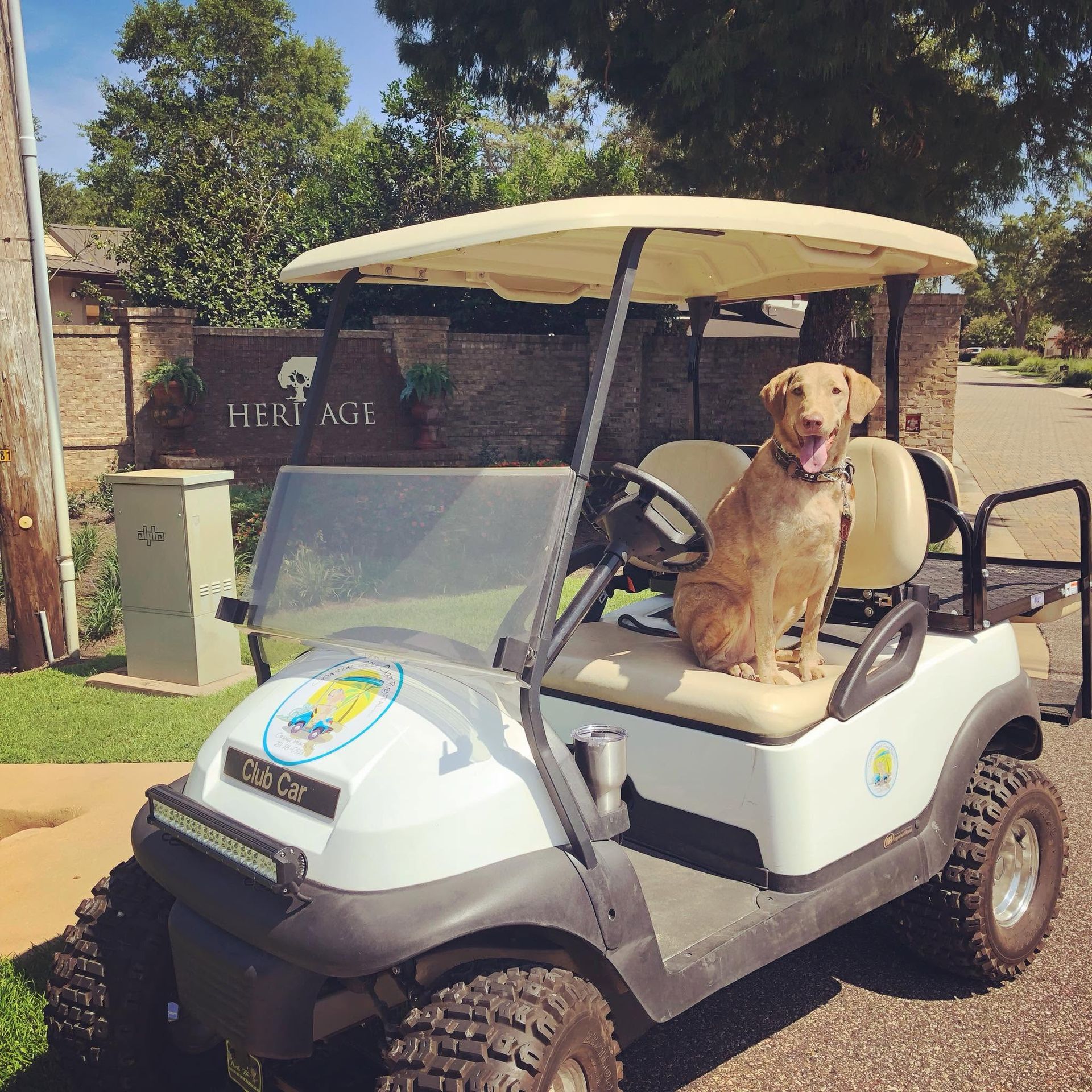 Golden retriever sitting on a white golf cart in a sunny backyard