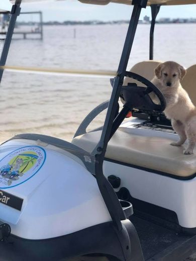 Small tan dog standing on a golf cart by the water at sunset