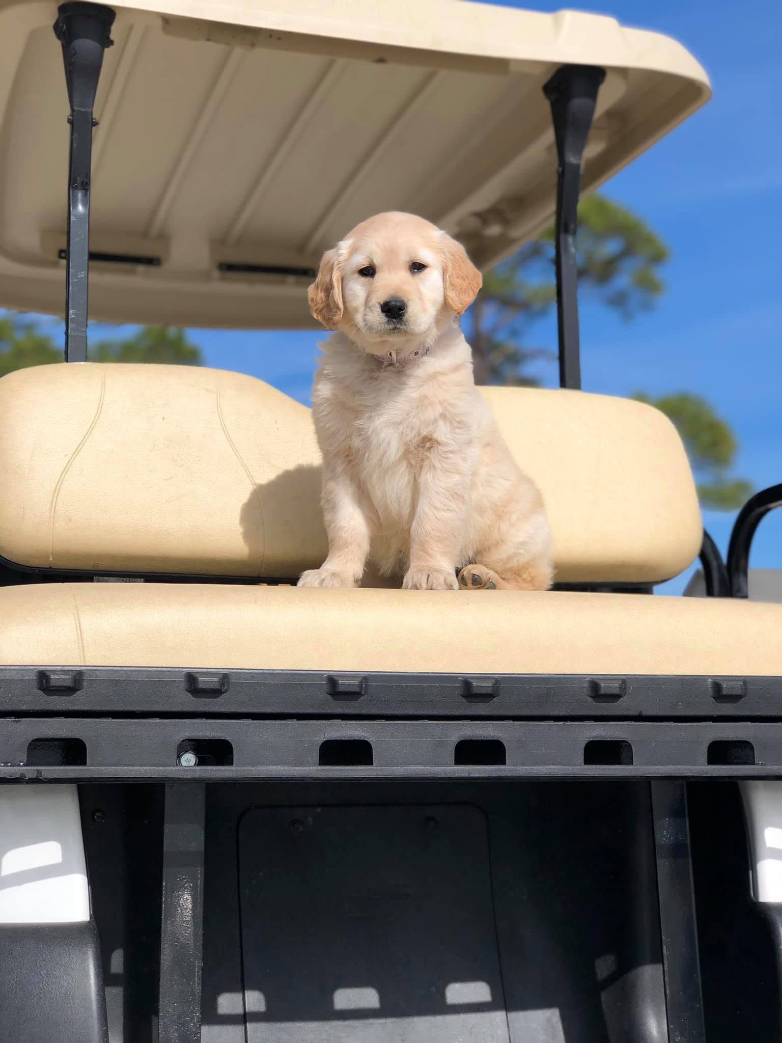 Small fluffy white dog sitting on a golf cart seat under a canopy on a sunny day
