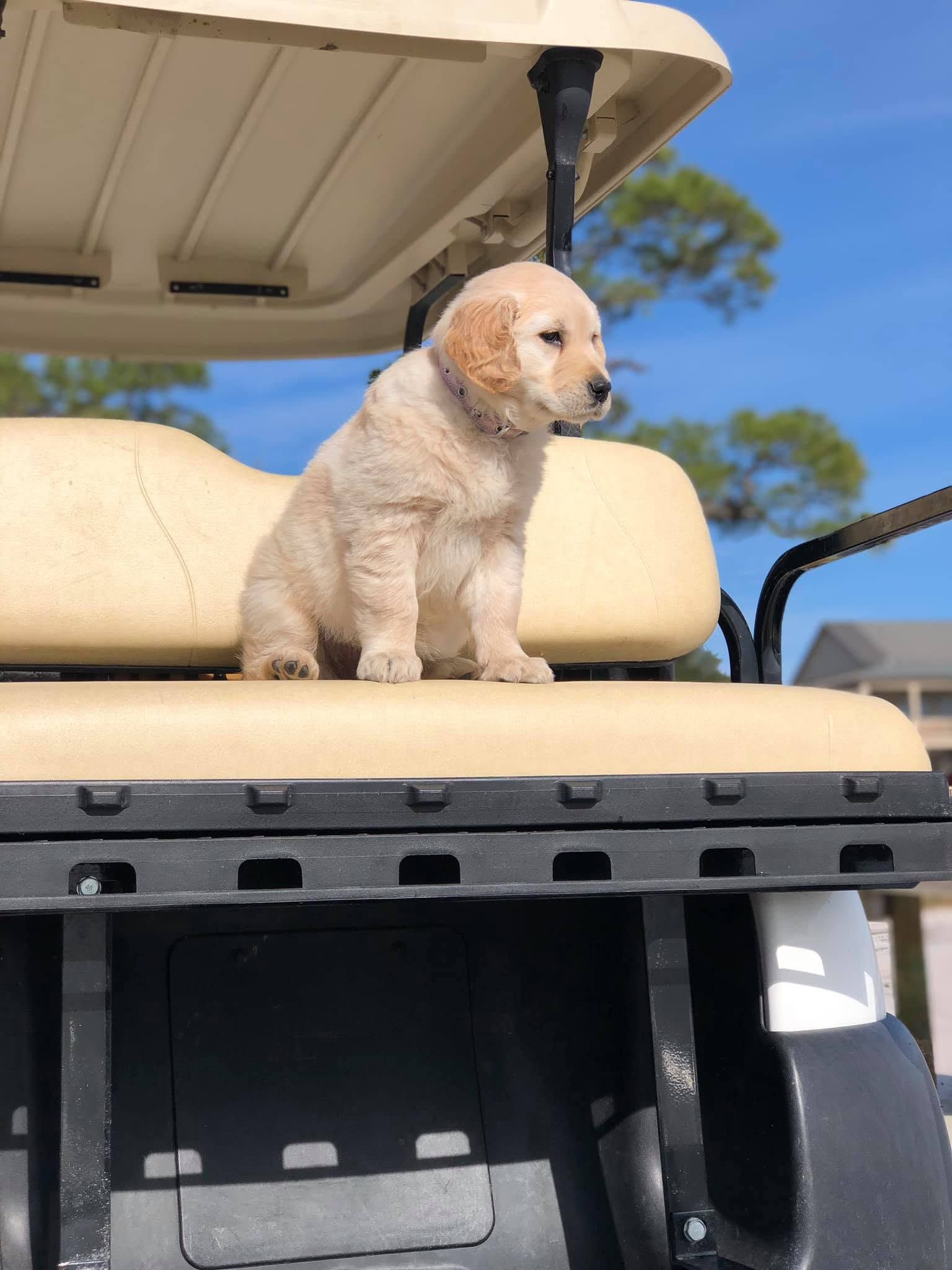 Small cream-colored puppy sitting on a golf cart seat, looking to the side.