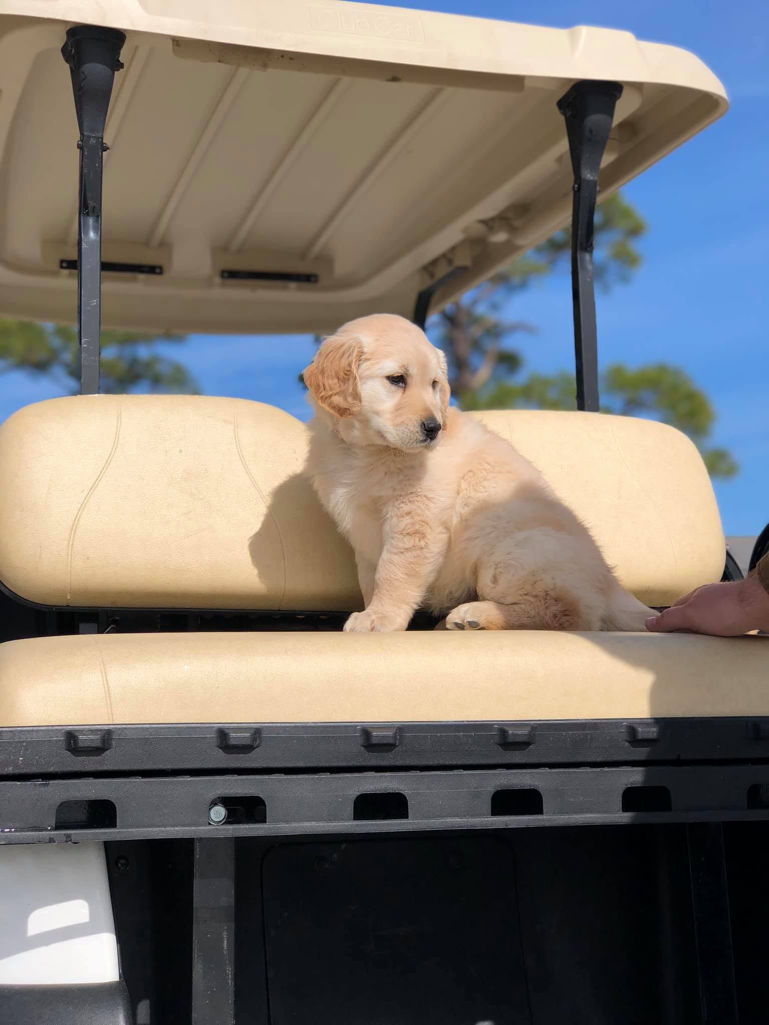 Small cream-colored dog sitting on a golf cart seat under a blue sky