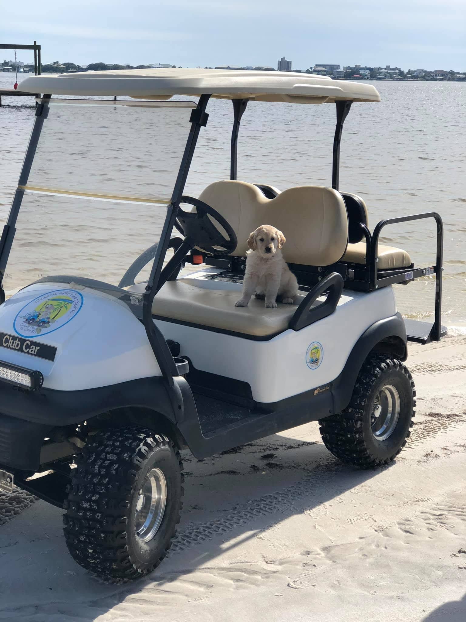 Small dog sitting on a white golf cart parked on a sandy beach by the water.