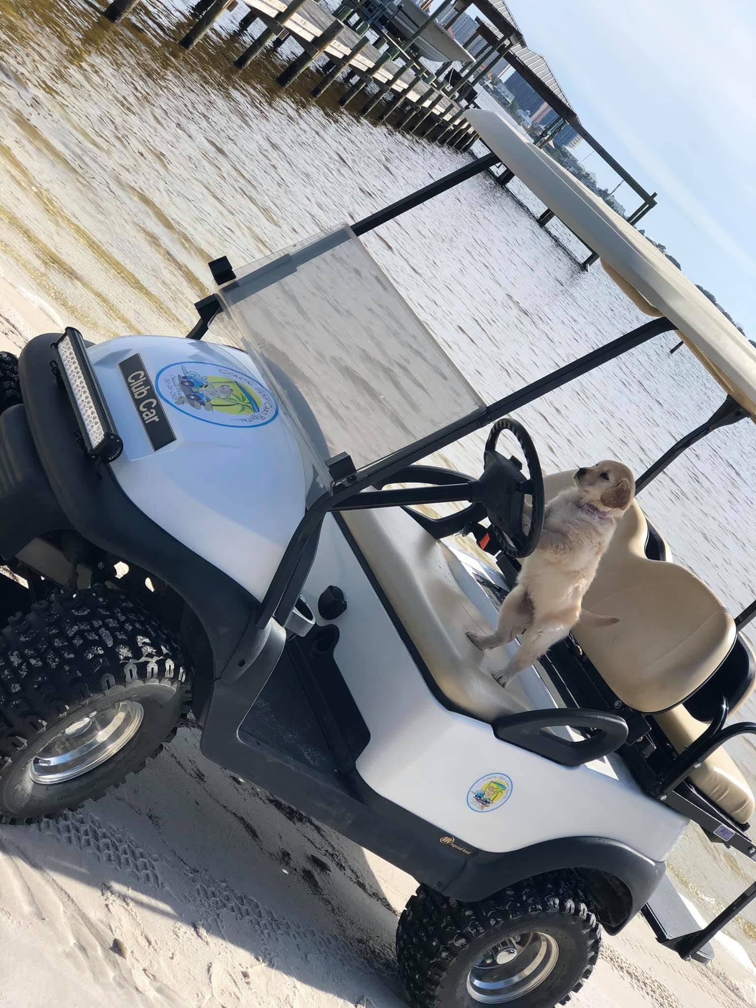 Tan dog riding in a white golf cart by the water, facing forward.