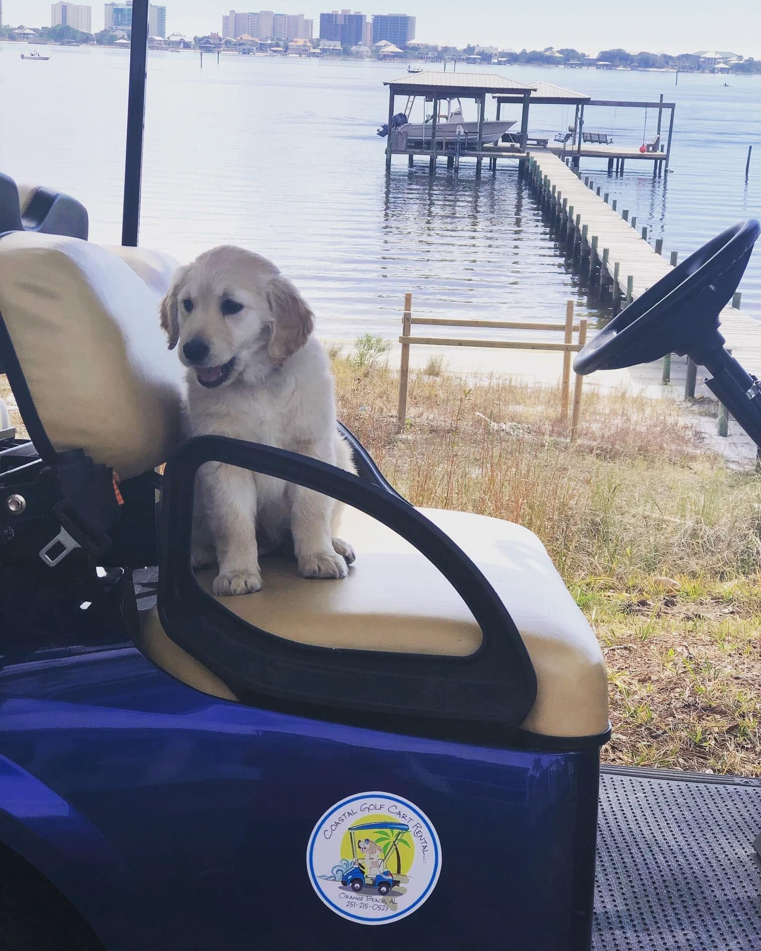 Golden retriever sitting on a golf cart by the waterfront dock.