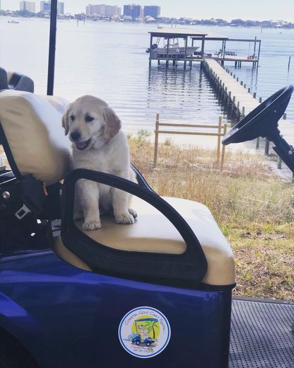 Golden retriever sitting on a golf cart by the waterfront dock.