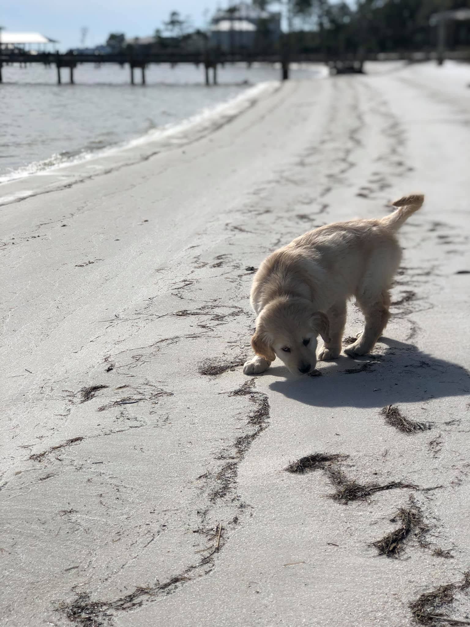 Small white dog sniffing the sand on a sunny beach near a pier.