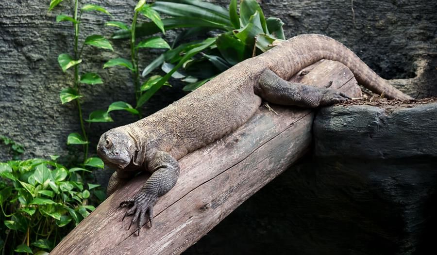 Large lizard from Paignton zoo environmental park.