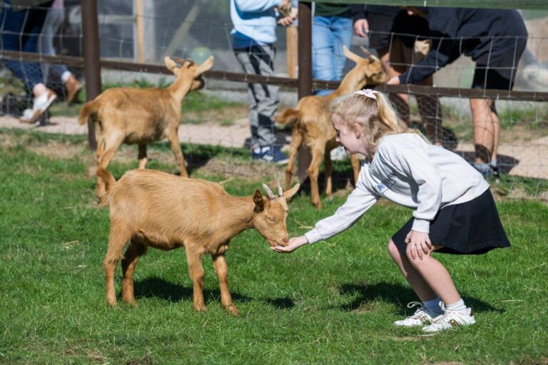 Rare breeds farm in Totnes, where a young girl is feeding a breed of goat.
