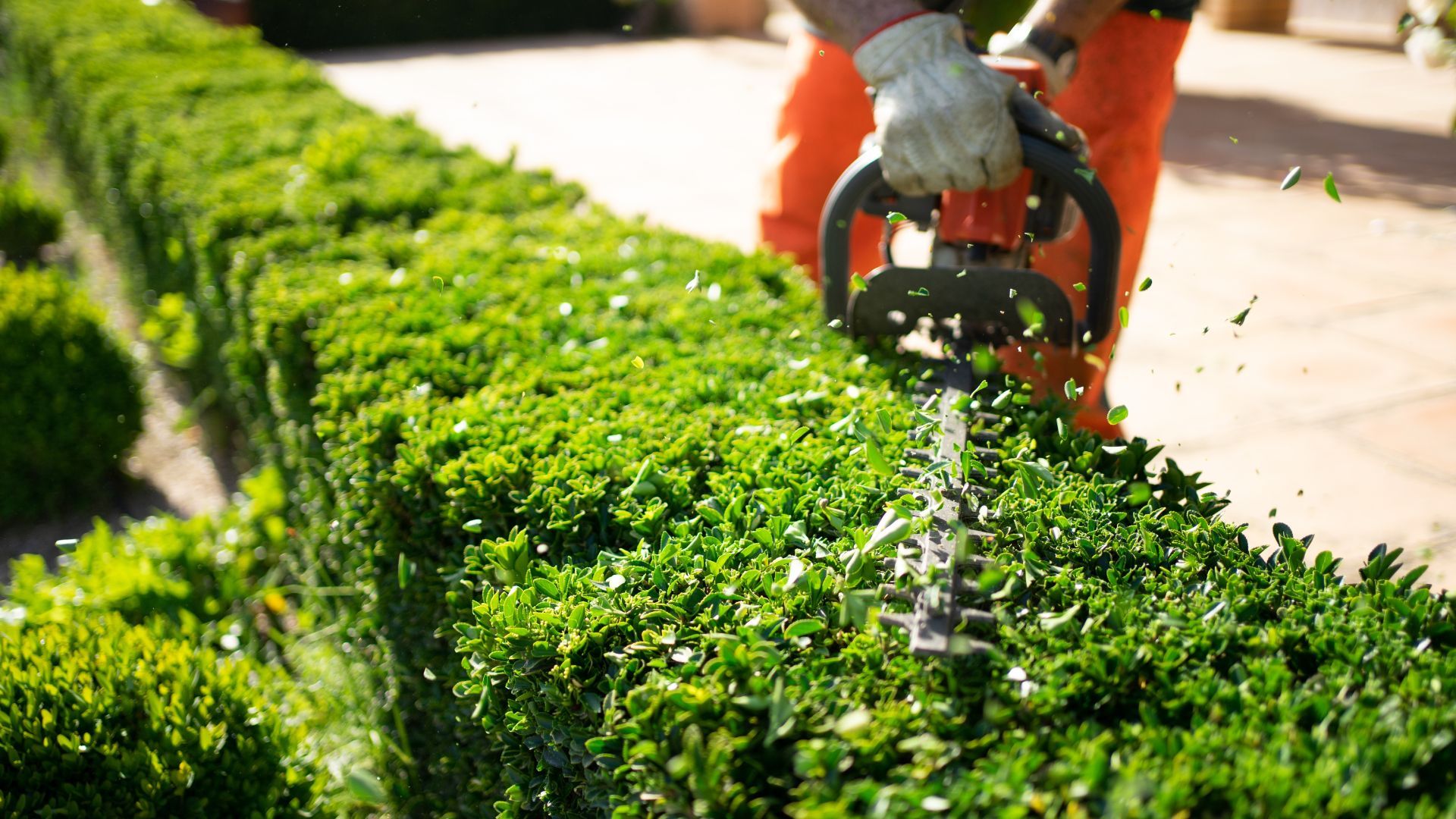A man is trimming a hedge with a hedge trimmer.