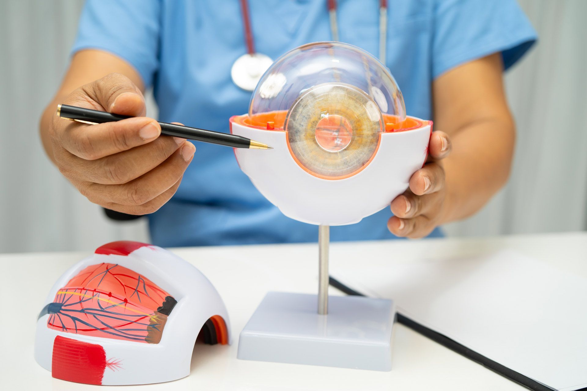 Eye doctor working with a model of the eye anatomy and showing parts with a pen. Eye doctor working with a model of the eye anatomy and showing parts with a pen.