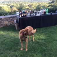 Brown dog standing on grass in front of a drink table outdoors with a scenic background