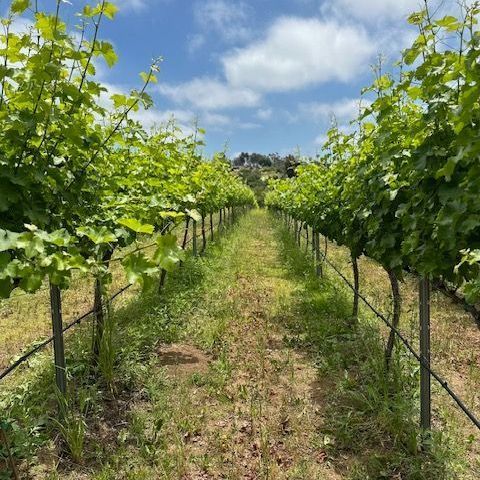 A row of vines growing in a field on a sunny day.