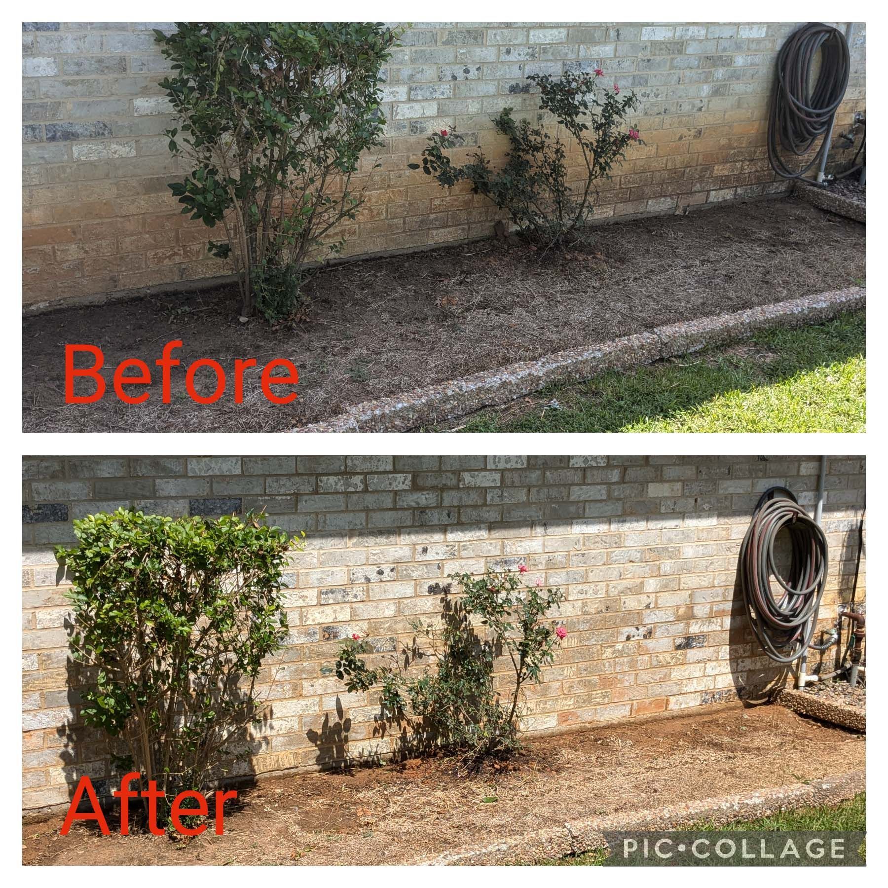 Before-and-after of a garden bed by a brick wall, with trimmed shrubs and cleared mulch.