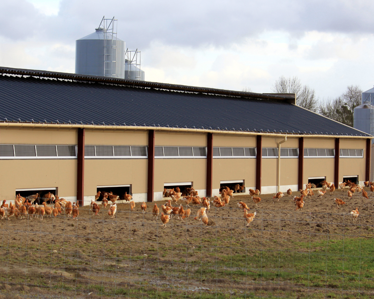 chicken coop concrete services for farms near ponoka