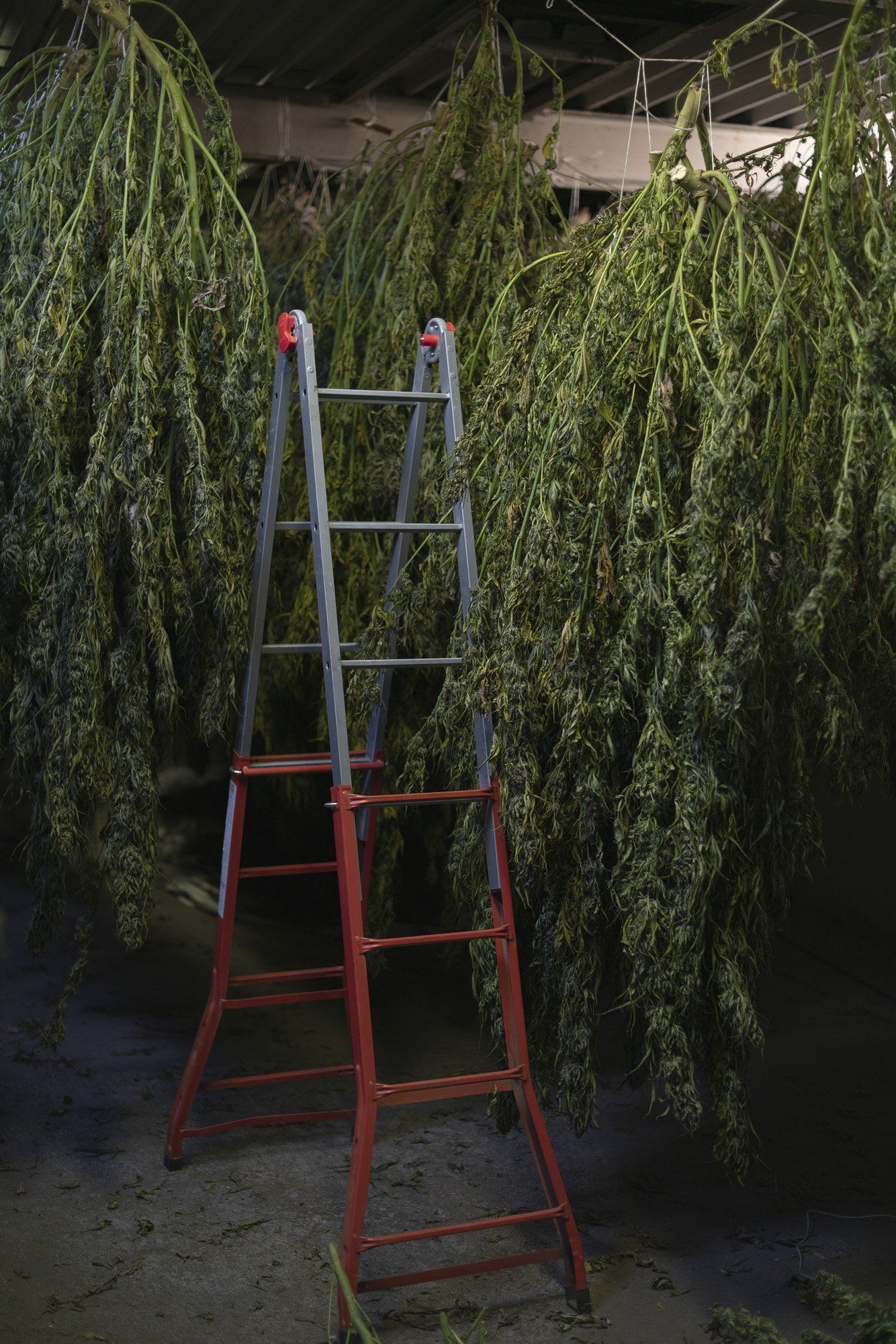 coltura cannabis legale