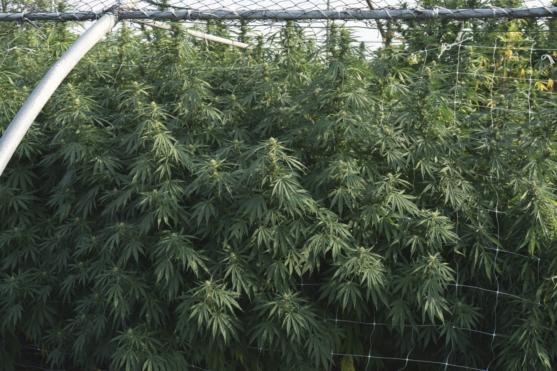 pantine di cannabis legale