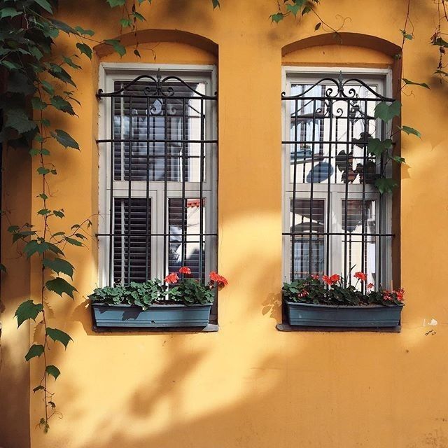 Dos ventanas enrejadas con jardineras en una pared de estuco amarillo y hiedra a lo largo del lado izquierdo.
