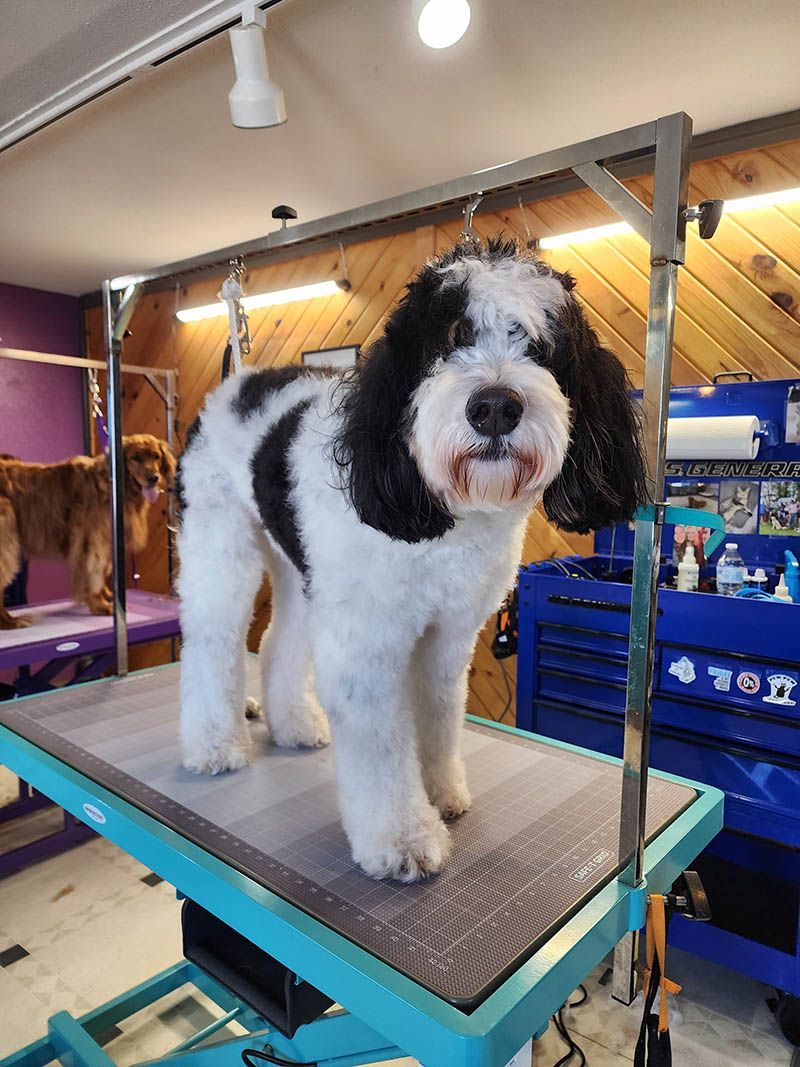 A black and white dog is standing on a grooming table.