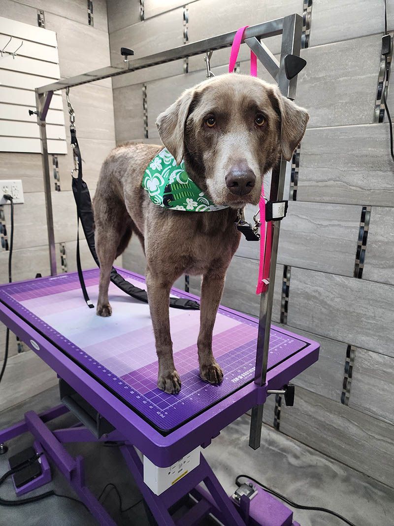 A dog wearing a bandana is standing on a purple table.