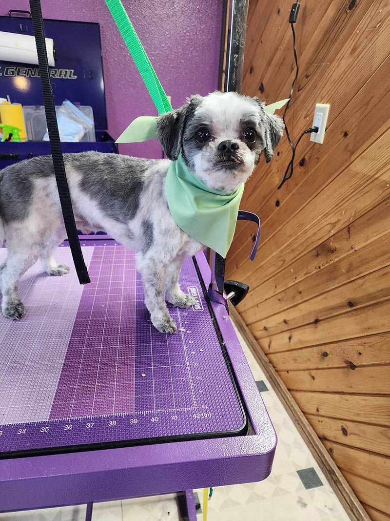 A small dog wearing a green bandana is standing on a purple table.