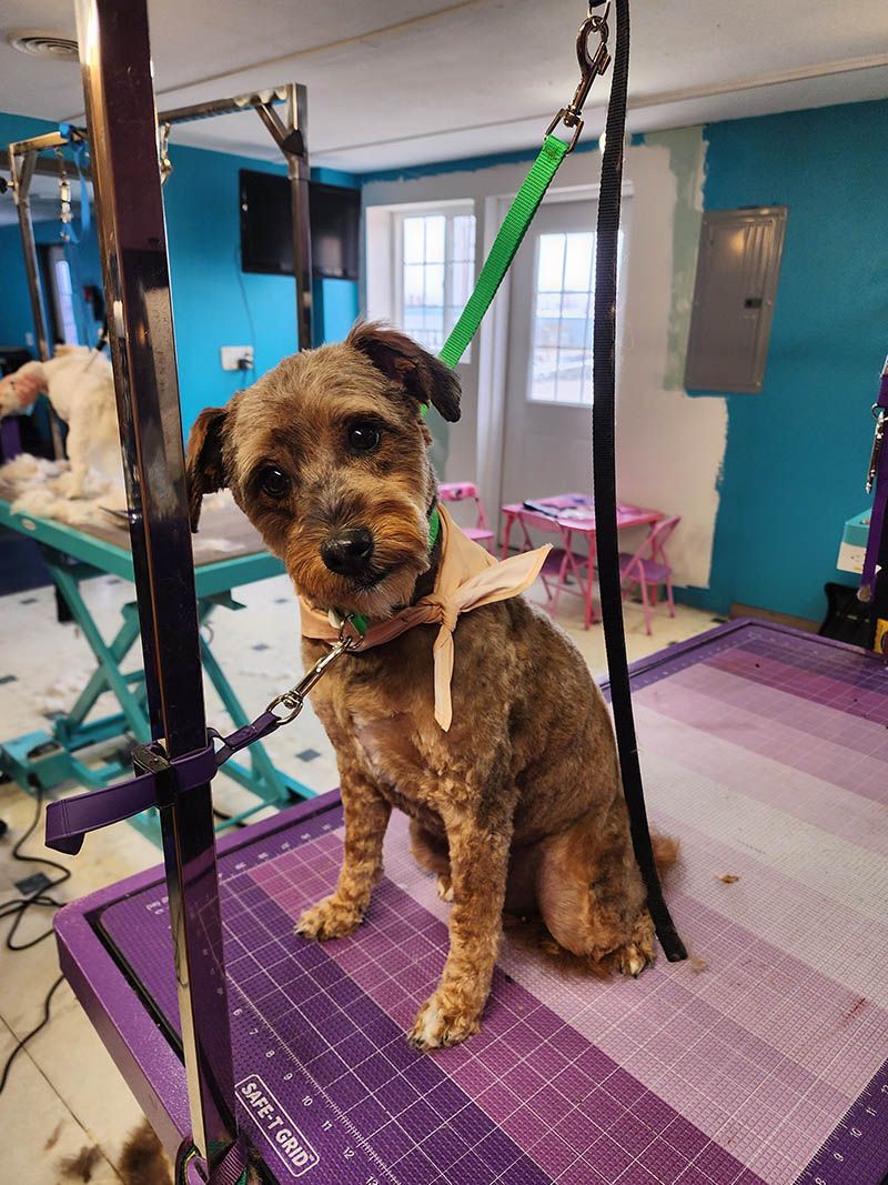 A small dog is sitting on a purple table in a grooming salon.