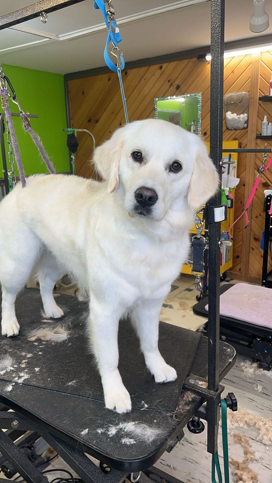 A white dog is standing on a grooming table.