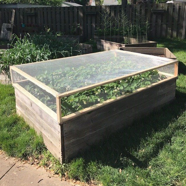 Raised garden bed with wire mesh cover in a backyard setting.