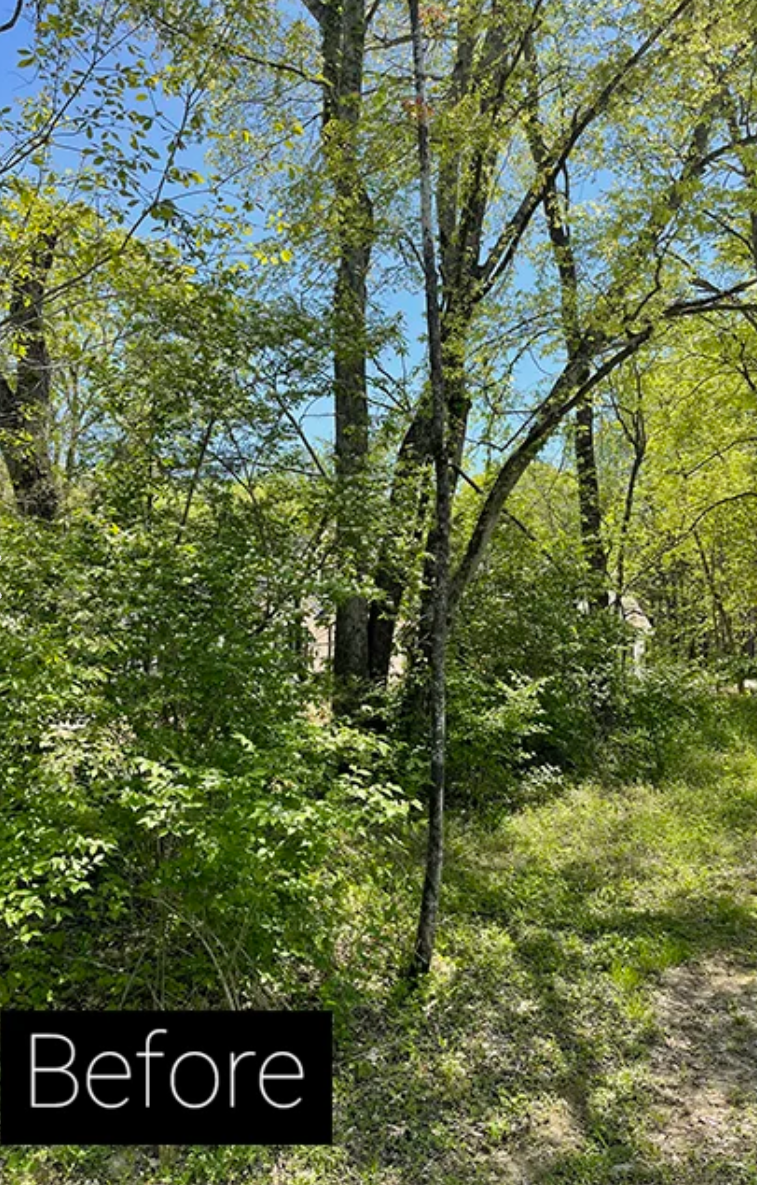 Wooded area with tall trees and green undergrowth under a blue sky; “Before” label in the corner