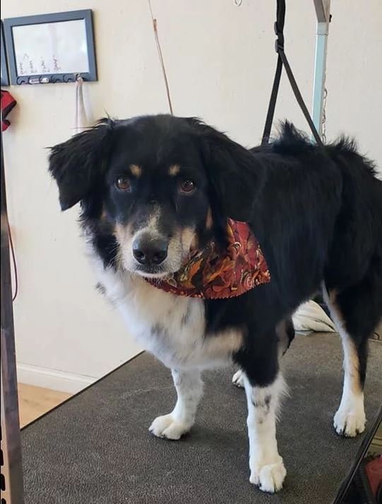 Professional Dog Grooming Cody, WY Cody Paw Spa