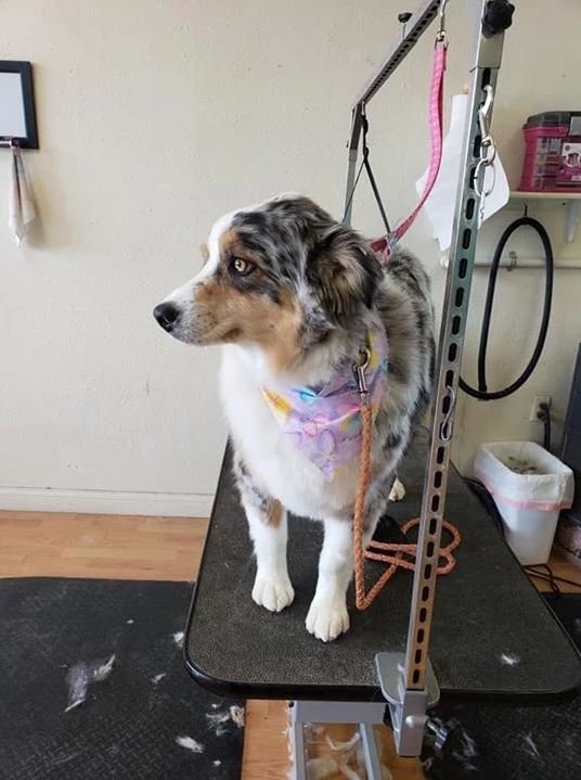 Professional Dog Grooming Cody, WY Cody Paw Spa