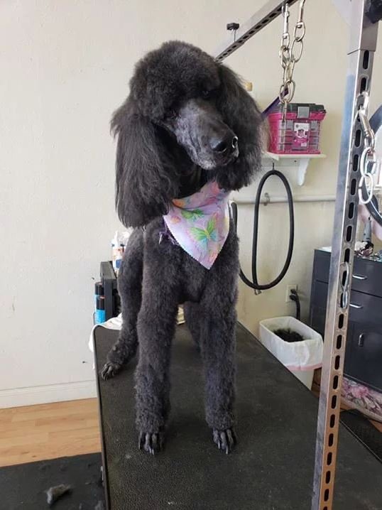 Professional Dog Grooming Cody, WY Cody Paw Spa