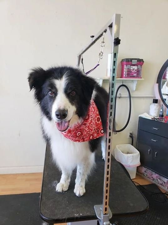 Professional Dog Grooming Cody, WY Cody Paw Spa