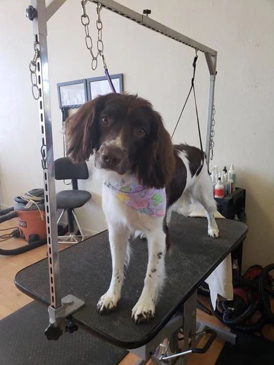 Brown and White Dog With Colorful Scarf   - Cody, WY - Cody Paw Spa