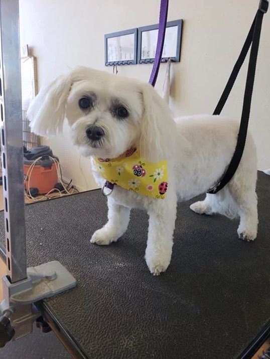 Summer hair cut Shih tzu  - Cody, WY - Cody Paw Spa