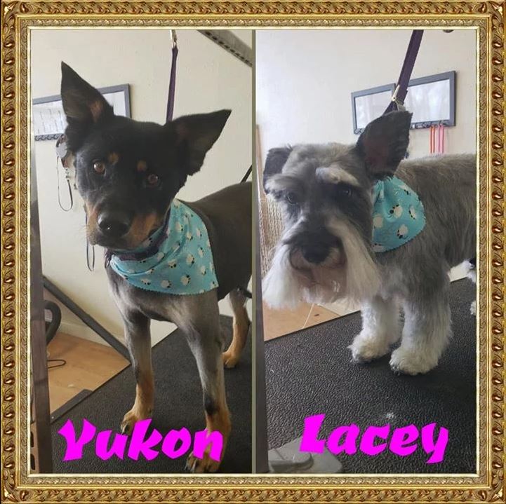Yukon and Lacey - Cody, WY - Cody Paw Spa