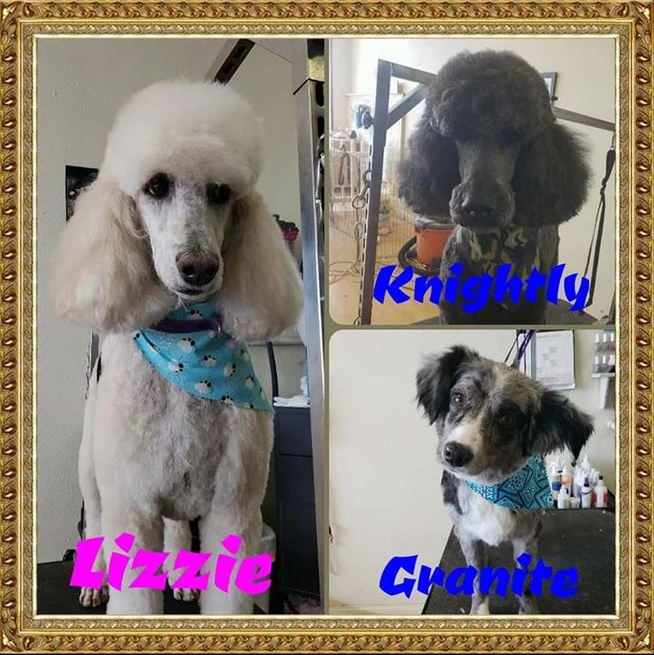 Lizzie, Knightly and Granite- Cody, WY - Cody Paw Spa