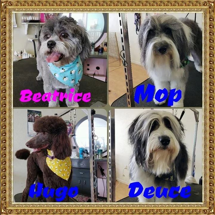 Beatrice, Mop, Hugo and Deuce - Cody, WY - Cody Paw Spa