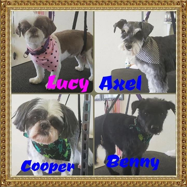 Lucy, Axel, Cooper and Benny  - Cody, WY - Cody Paw Spa