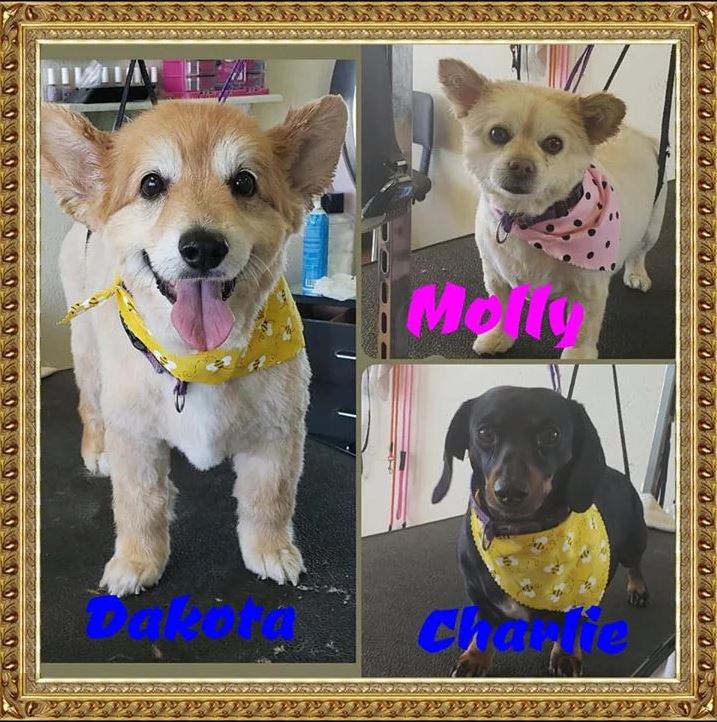 Dakota, Molly and Charlie  - Cody, WY - Cody Paw Spa