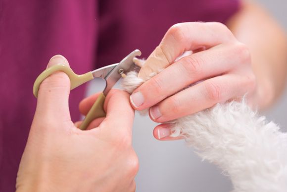 Nails Trimming  - Cody, WY - Cody Paw Spa