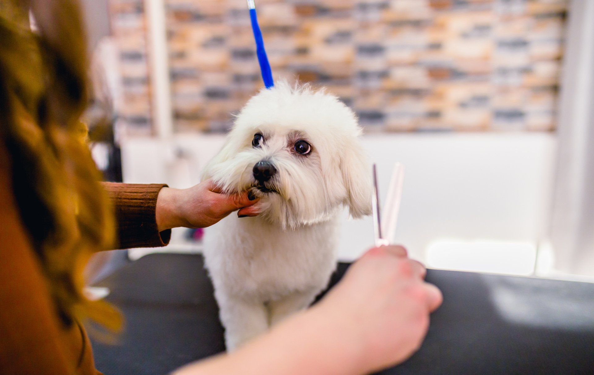Maltese dog at the hairdresser - Cody, WY - Cody Paw Spa Maltese dog at the hairdresser - Cody, WY - Cody Paw Spa