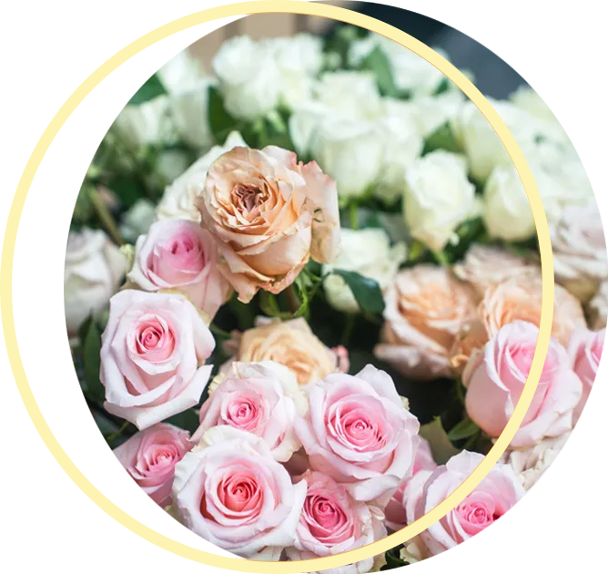 A bunch of pink and white roses in a circle A bunch of pink and white roses in a circle