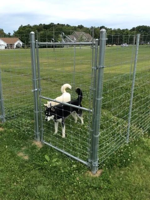 two dogs behind fencing