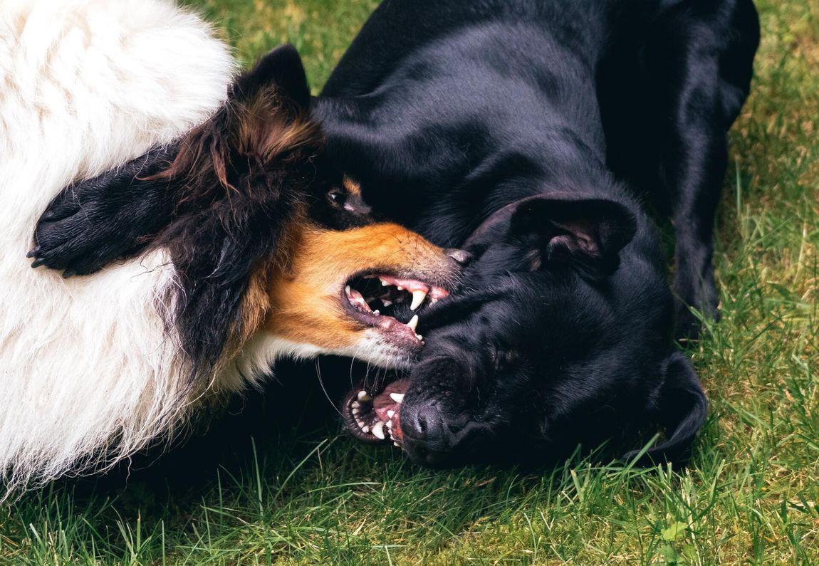 Aggressive Dog Training