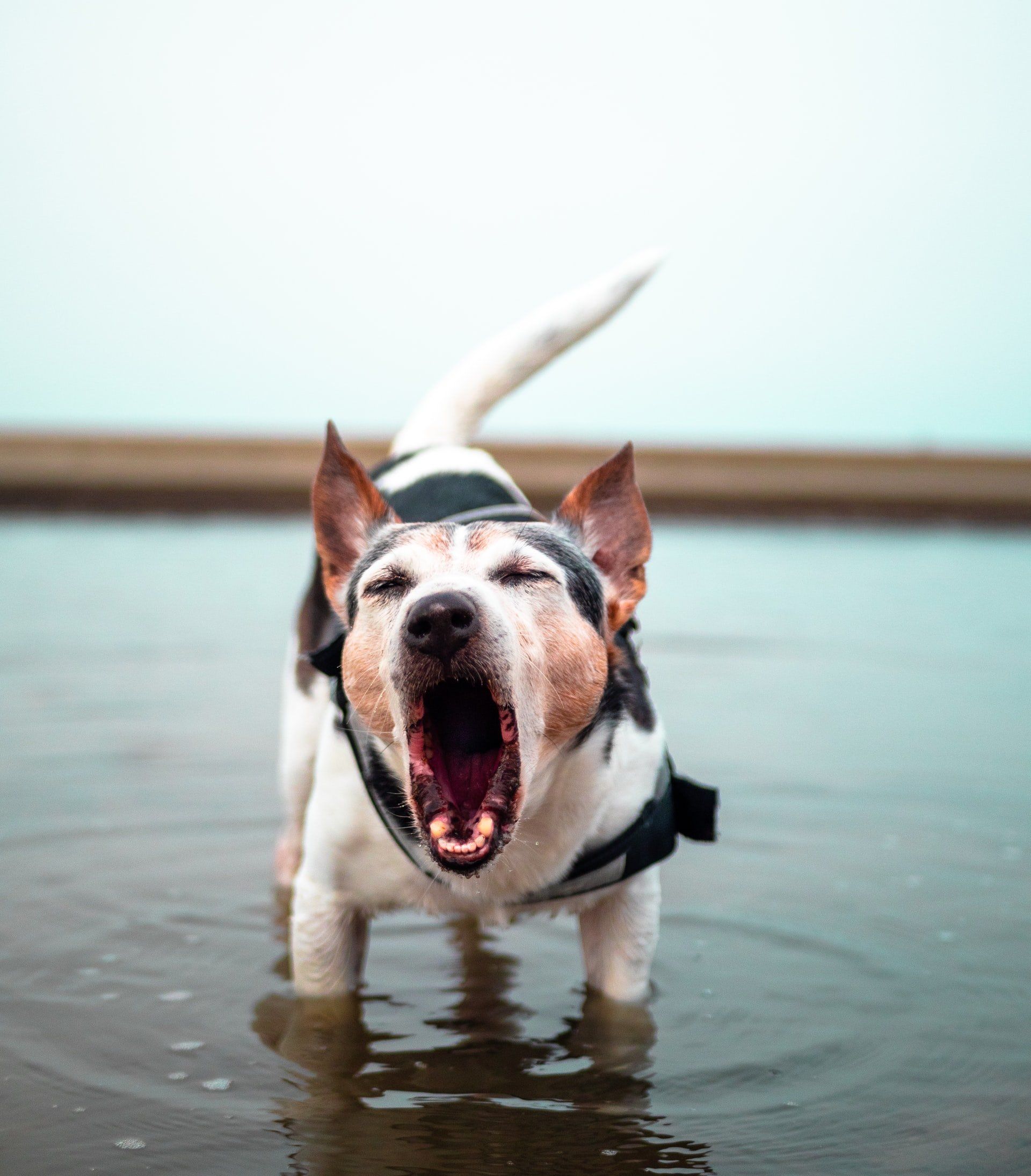 how-to-stop-dog-barking
