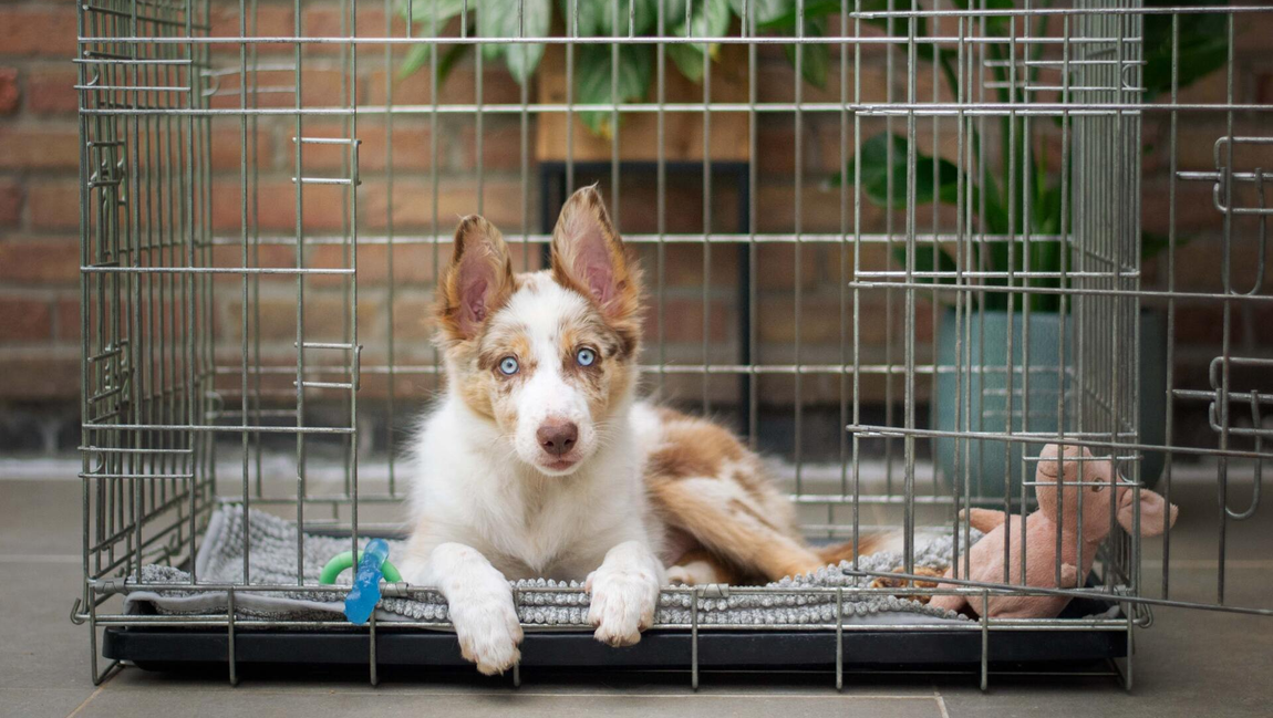 Crate Training - Westchester Animal Behavior